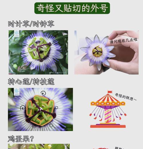 西番莲花怎么养？日常护理和繁殖技巧是什么？