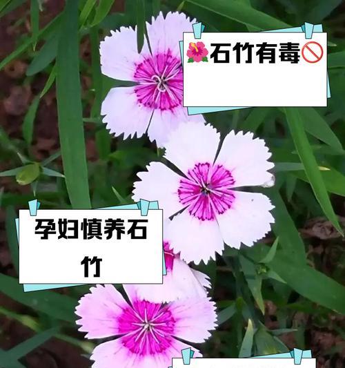 石竹花种子播种技巧及注意事项是什么？