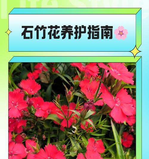 石竹花种子播种技巧及注意事项是什么？
