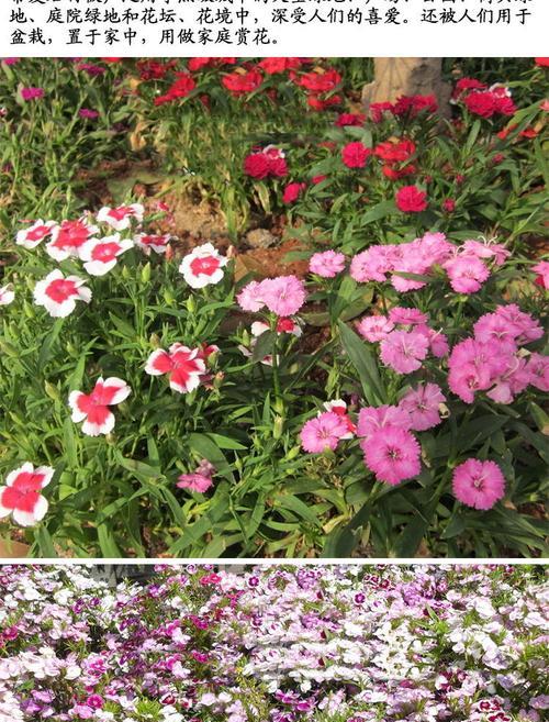 石竹花种子播种技巧及注意事项是什么？