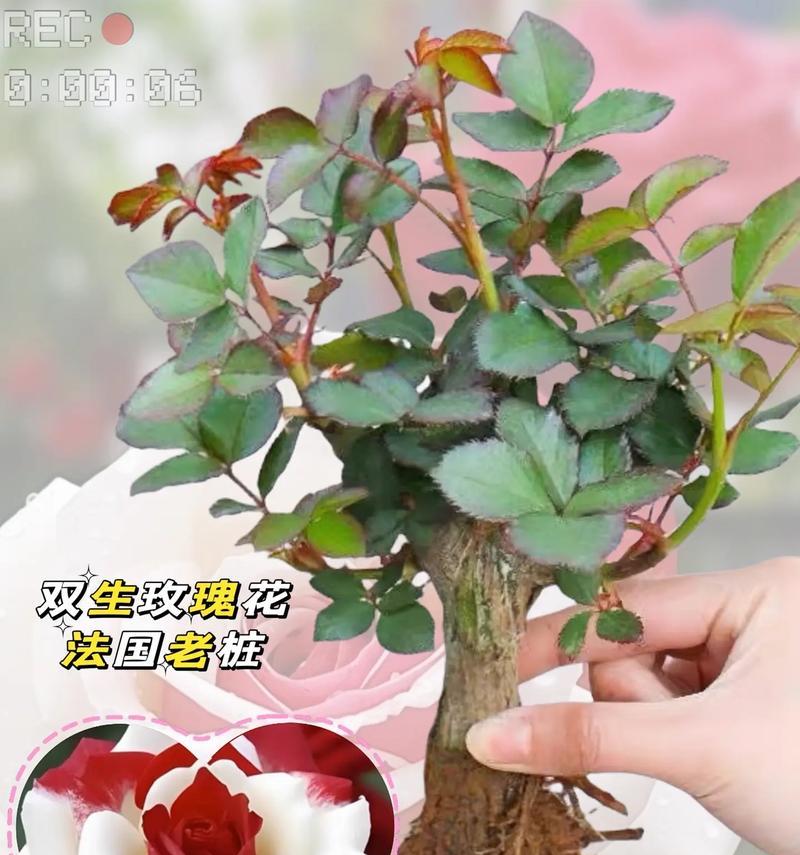 玫瑰盆栽修剪的技巧是什么？怎样修剪才能促进玫瑰生长？