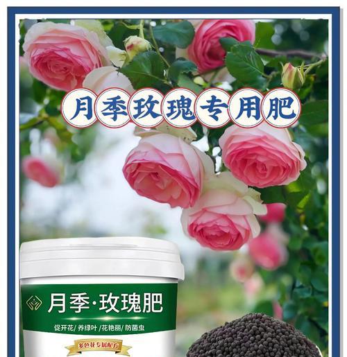 玫瑰盆栽修剪的技巧是什么？怎样修剪才能促进玫瑰生长？