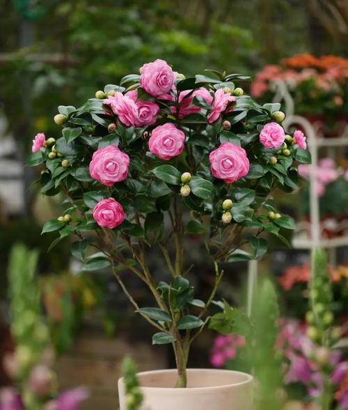 秋冬季节花卉种植指南：哪些花适合秋冬种植？