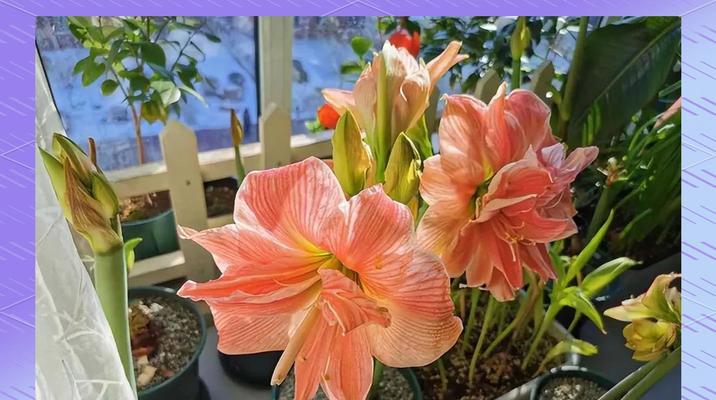 秋冬季节花卉种植指南：哪些花适合秋冬种植？