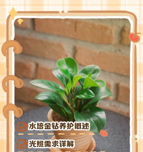金钻的品种有哪些？如何选择金钻的品种？