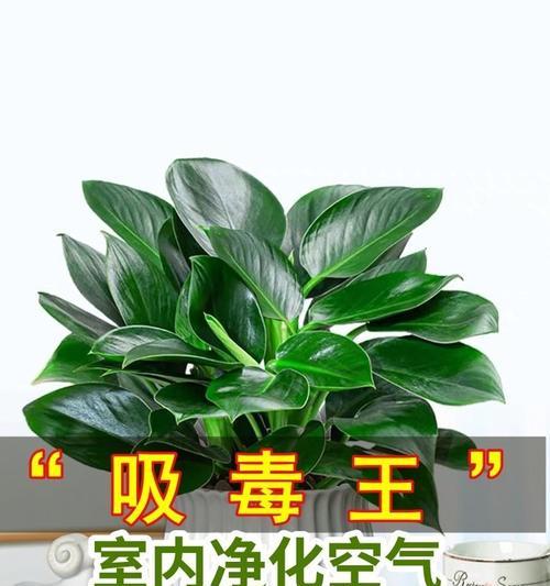 金钻的品种有哪些？如何选择金钻的品种？
