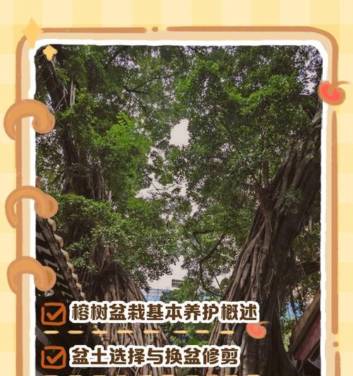 在北方养榕树需要注意什么？