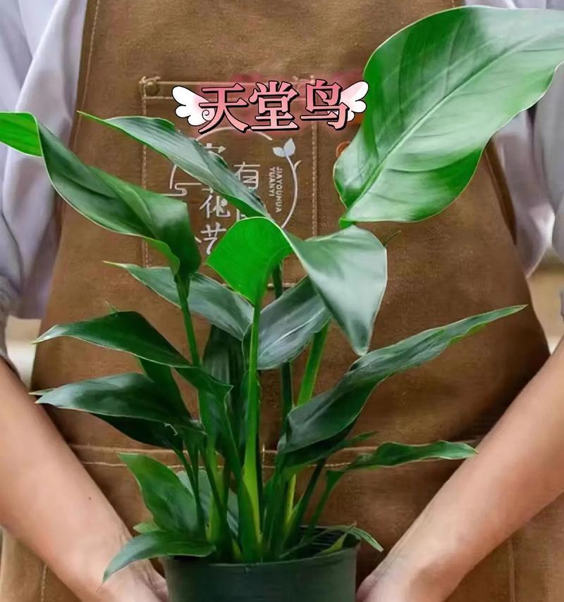 鹤望兰哪种品种最吸引人？如何挑选好看的鹤望兰品种？
