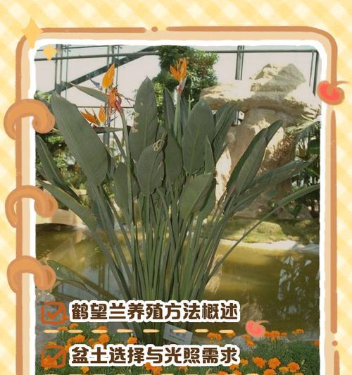 鹤望兰哪种品种最吸引人？如何挑选好看的鹤望兰品种？