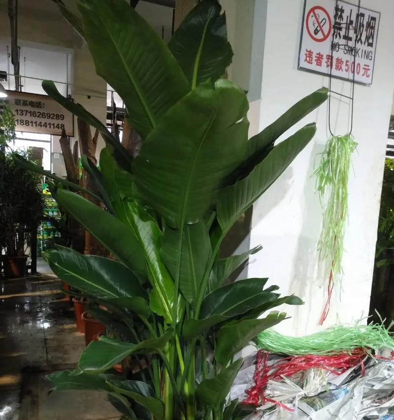 花卉租摆有哪些推荐品种？如何选择合适的花卉？