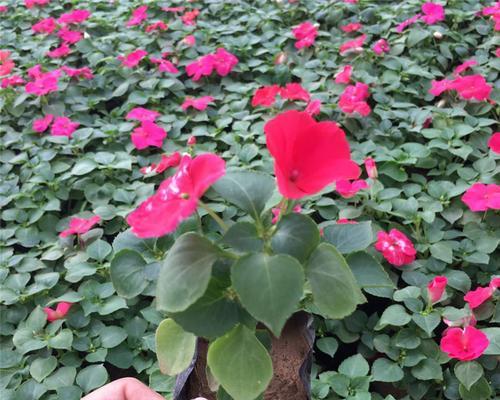 花卉租摆有哪些推荐品种？如何选择合适的花卉？