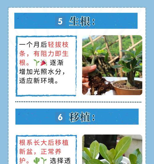 沙漠玫瑰品种有哪些？沙漠玫瑰的养殖方法是什么？