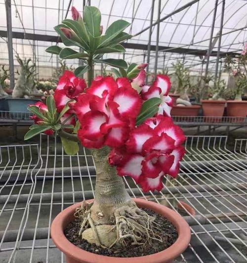 沙漠玫瑰品种有哪些？沙漠玫瑰的养殖方法是什么？