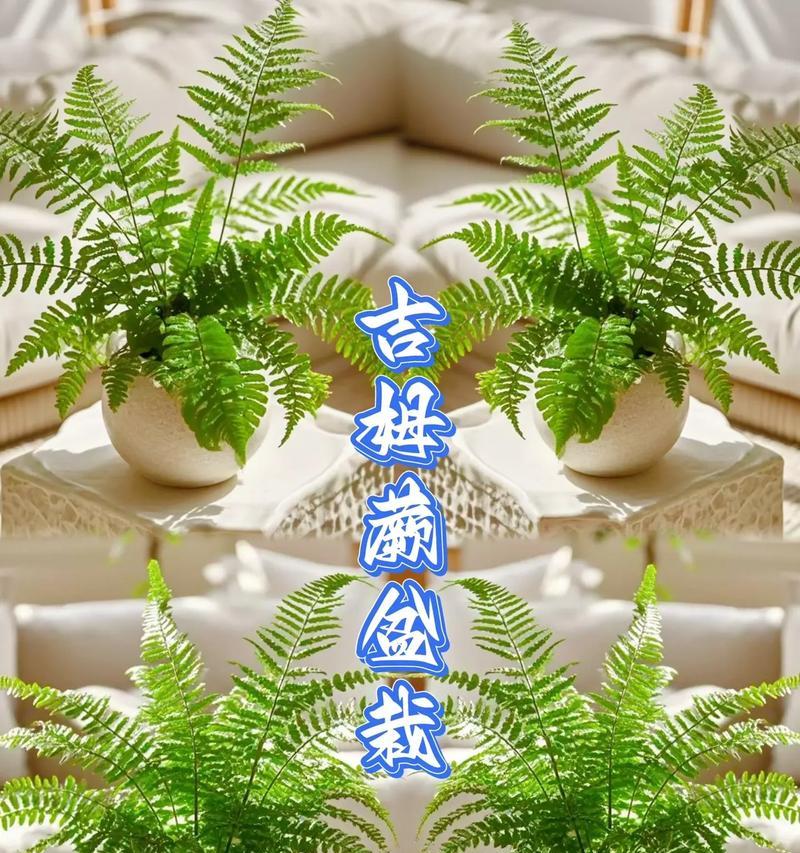 线蕨的养殖要点是什么？怎样保持线蕨的健康生长？