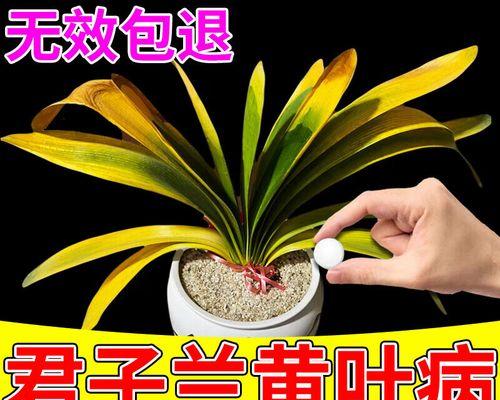 君子兰出现黄斑如何处理？有哪些预防措施？