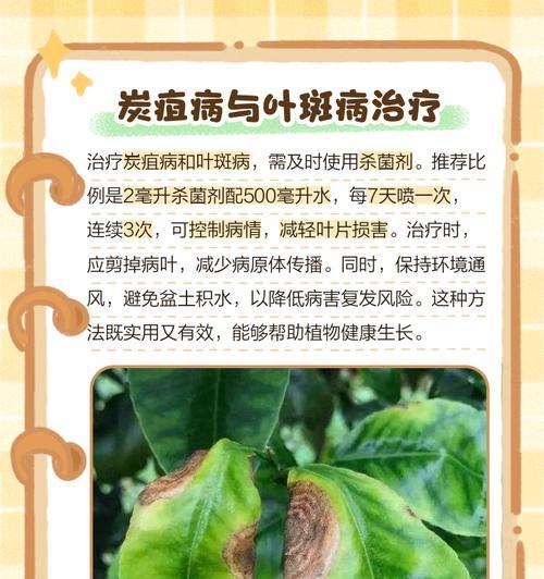 君子兰出现黄斑如何处理？有哪些预防措施？
