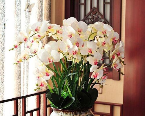 室内花卉养护的常见问题有哪些？