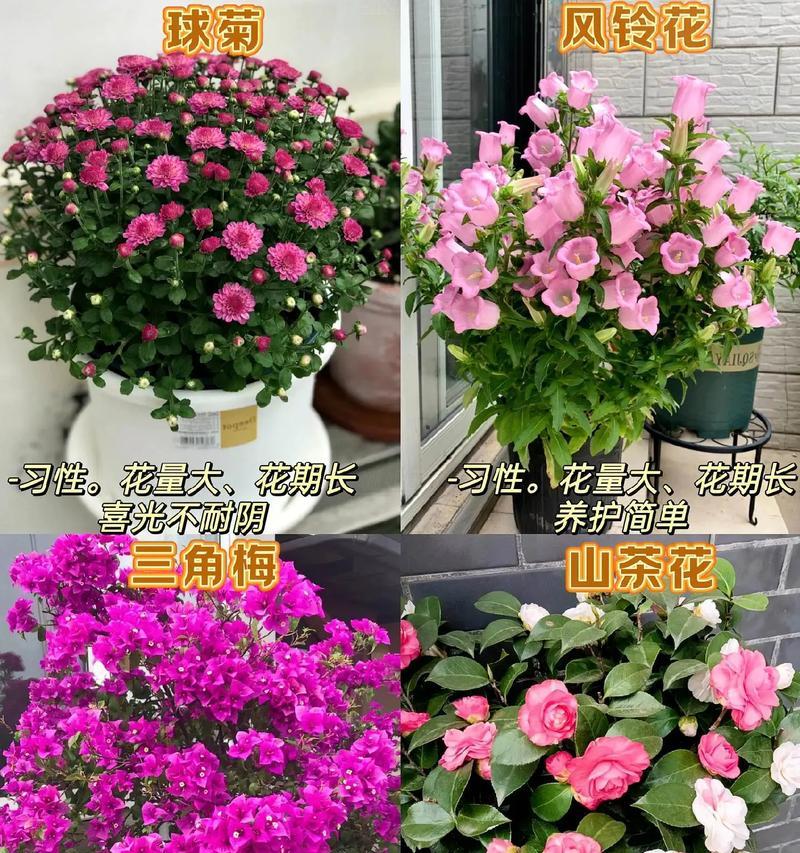 室内花卉养护的常见问题有哪些？