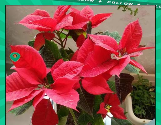 室内花卉养护的常见问题有哪些？