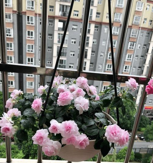 非洲月季的养护方法是什么？