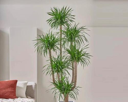 龙须树有哪些品种？龙须树品种的特性及养护技巧是什么？