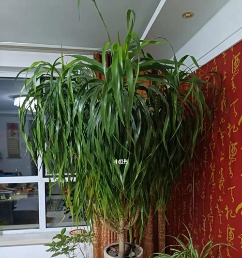 龙须树有哪些品种？龙须树品种的特性及养护技巧是什么？