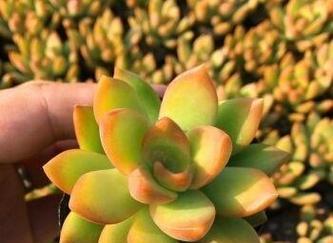 风兰养护指南？如何让风兰茁壮成长？