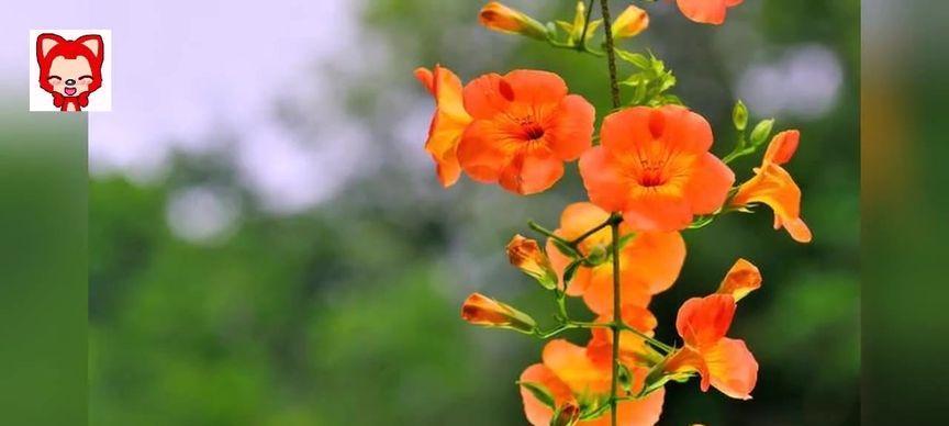 凌霄花冬季养护技巧有哪些？怎样安全过冬？