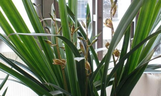 兰花草有哪些品种？兰花草品种的选择技巧是什么？