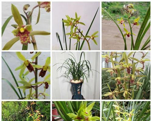 兰花草有哪些品种？兰花草品种的选择技巧是什么？