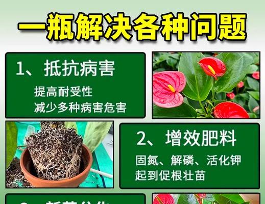红掌叶子发黄怎么办？如何恢复绿色？