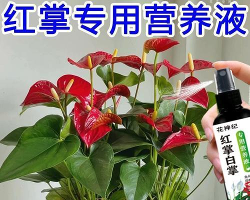 红掌叶子发黄怎么办？如何恢复绿色？