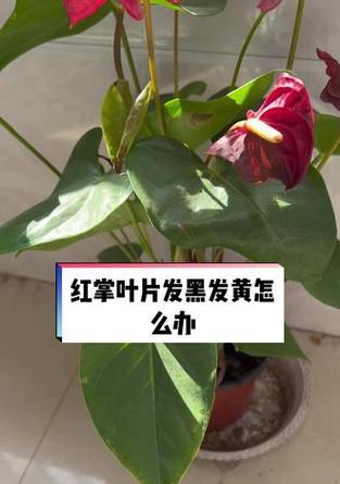 红掌叶子发黄怎么办？如何恢复绿色？