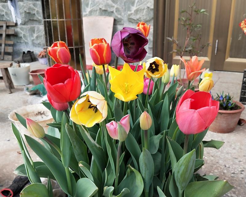 秋冬季节适合养护哪些花卉？
