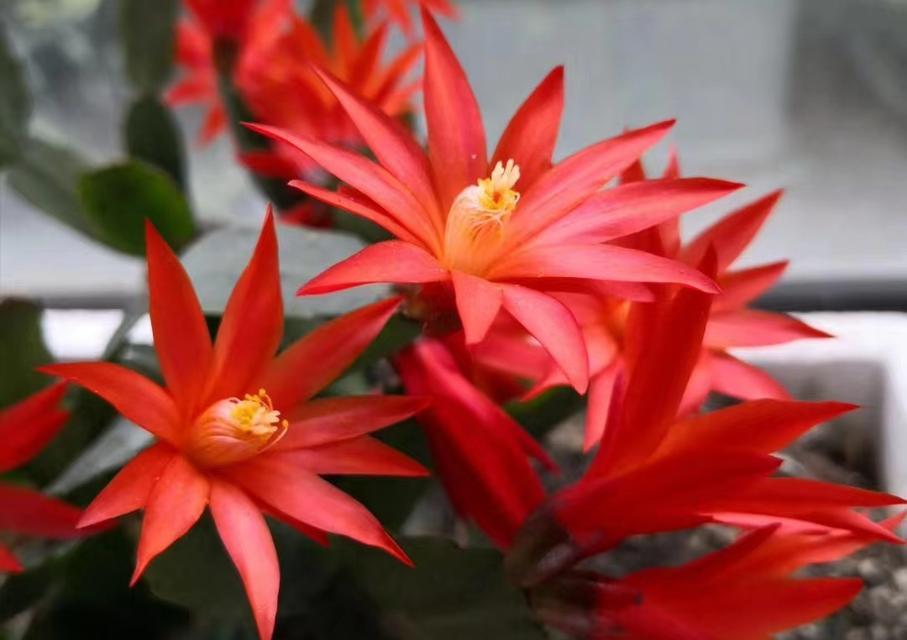 秋冬季节适合养护哪些花卉？