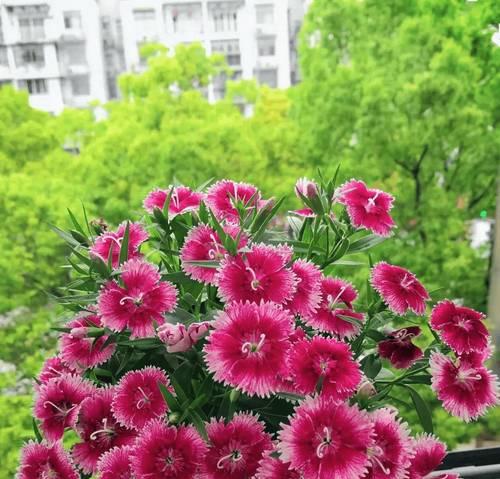 秋冬季节适合养护哪些花卉？