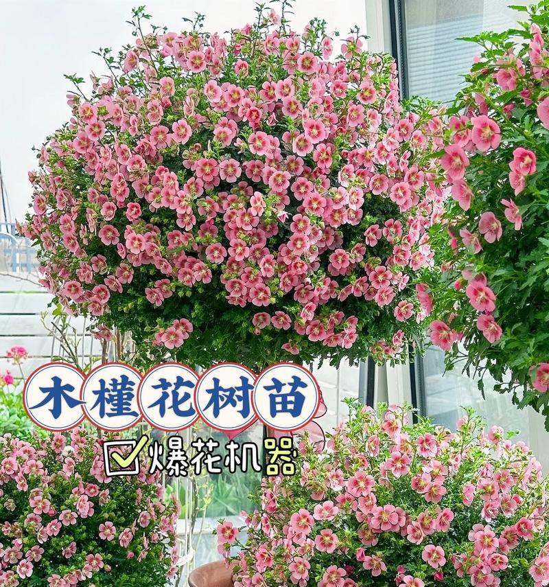 木槿怎么浇水？正确浇水方法与频率指南？