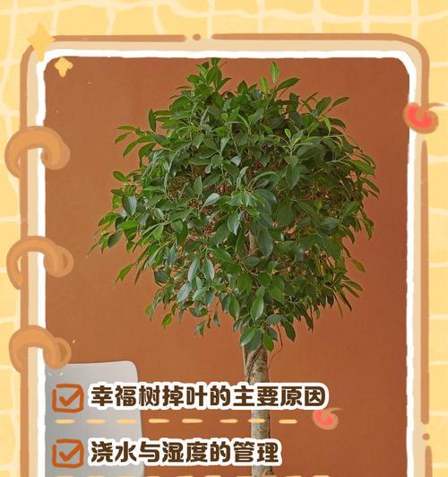 盆景叶子枯萎了怎么办？急救措施有哪些？