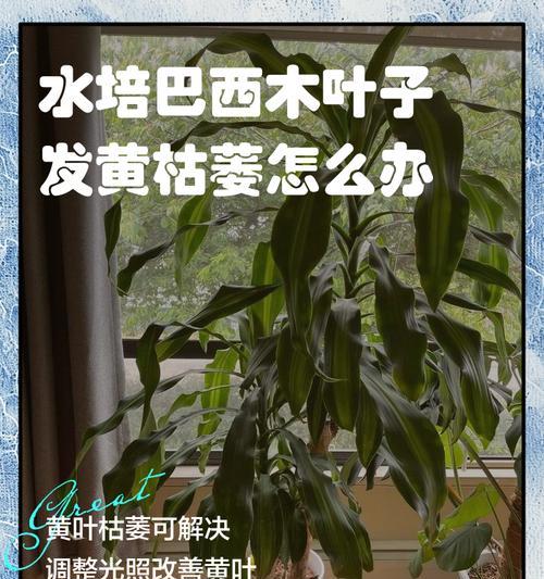 盆景叶子枯萎了怎么办？急救措施有哪些？