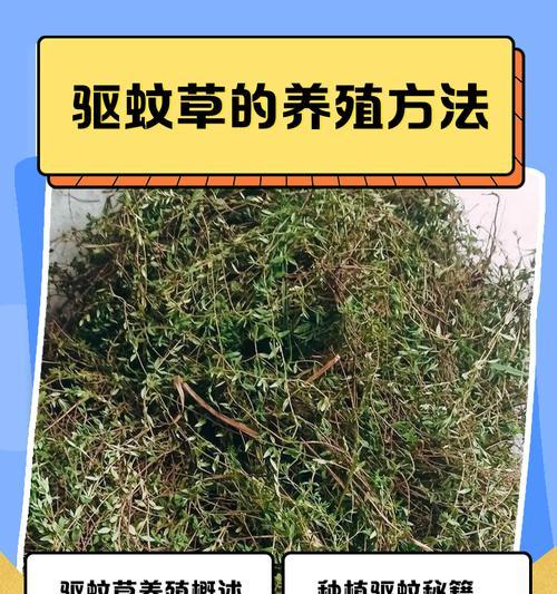 驱蚊草的养护技巧有哪些？如何让驱蚊草生长得更茂盛？