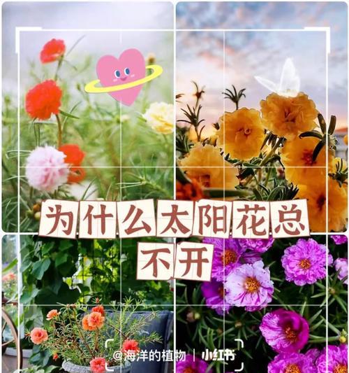 火龙果树不开花的原因是什么？