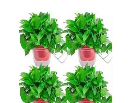 植物吸收甲醛的原理是什么？哪些植物能有效吸收甲醛？