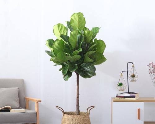 植物吸收甲醛的原理是什么？哪些植物能有效吸收甲醛？