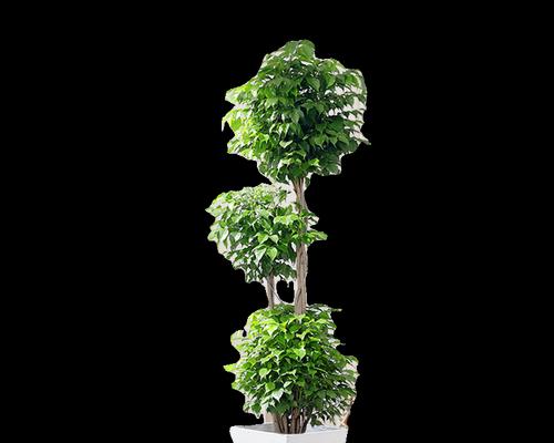 植物吸收甲醛的原理是什么？哪些植物能有效吸收甲醛？