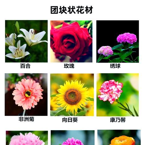 花的象征意义有哪些？不同花卉代表什么？