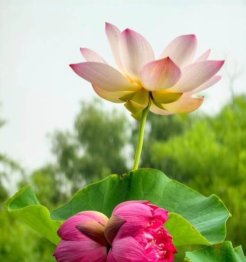 花的象征意义有哪些？不同花卉代表什么？