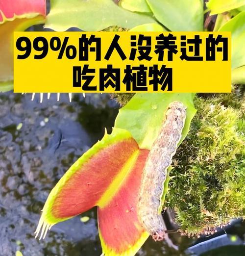 微观植物的养护技巧有哪些？如何创造适宜的生长环境？