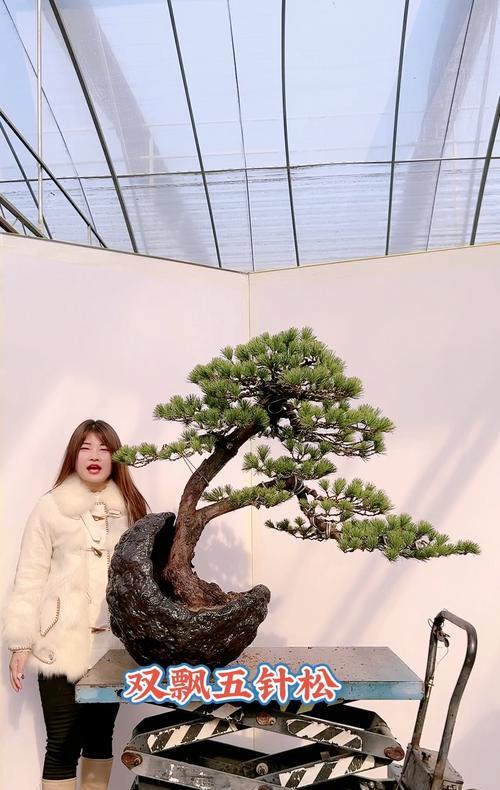 松柏盆景养护有哪些秘诀？
