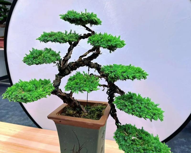 松柏盆景养护有哪些秘诀？