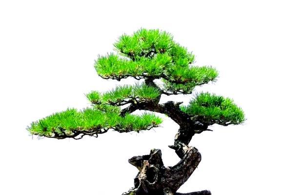 松柏盆景养护有哪些秘诀？